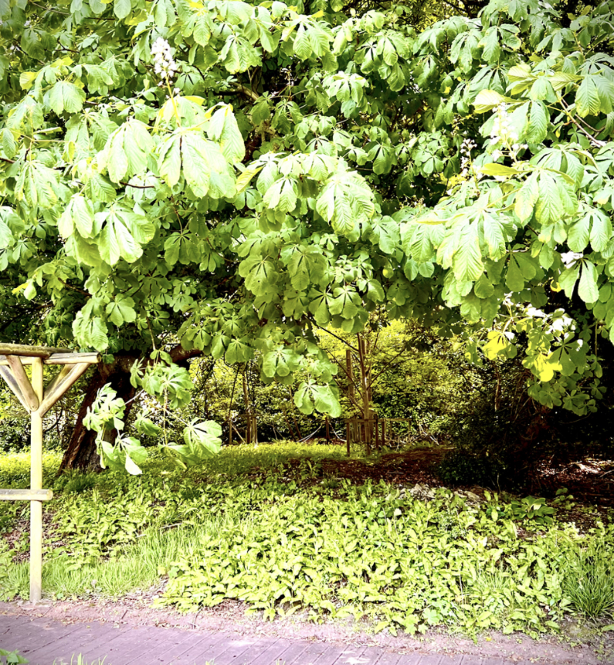 Horsechestnut Tree in Leuchie Grounds
